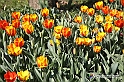 messer tulipano 2019 Inaugurazione_283